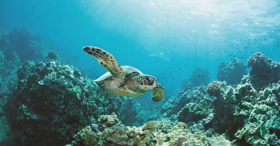 Oahu: Turtle Canyon Snorkeling Boat Tour - Price and Value: Is $85 Worth It for 2 Hours?