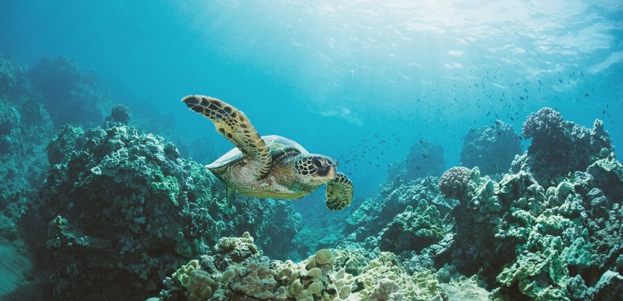 Oahu: Turtle Canyon Snorkeling Boat Tour - The Boat Ride Out: New Gear, Floating Platforms, and Fast Help