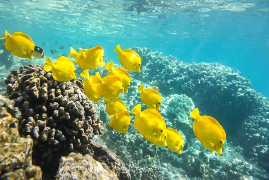 Oahu: Waikiki Glass Bottom Boat Sunset Cruise - Marine Life and the Glass Bottom Question