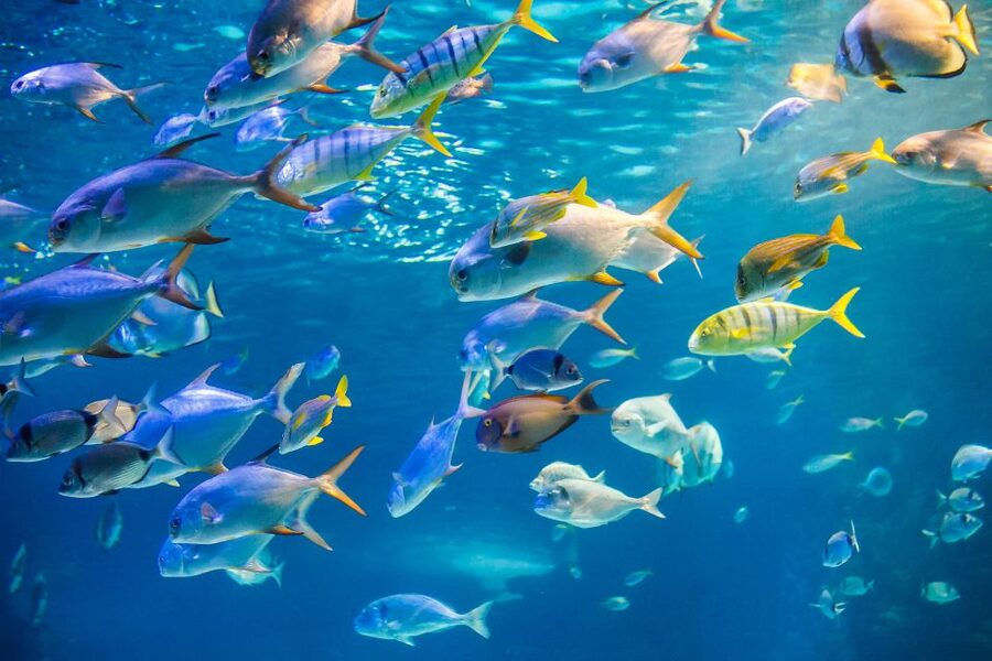 Oahu: Waikiki Glass Bottom Boat Sunset Cruise - Value for About $60: What You Get for the Price