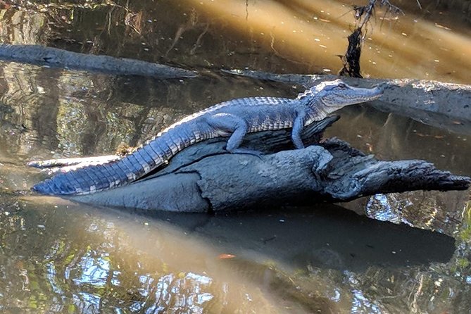 Oak Alley Plantation and Large Airboat Swamp Tour from New Orleans - Heading to the Marsh: The Shift to Barataria Preserve Vibes