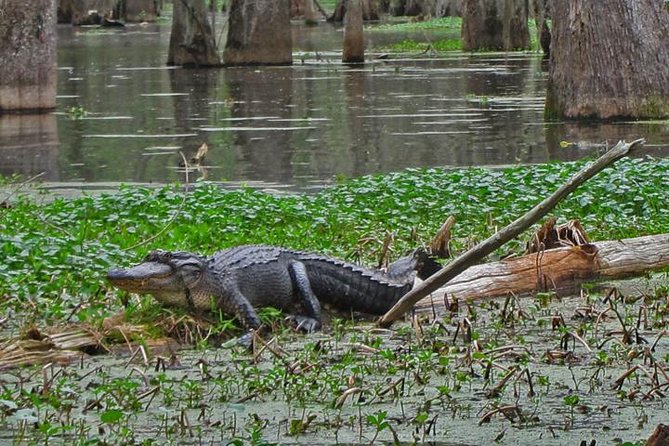 Oak Alley Plantation and Swamp Boat Tour from New Orleans - Getting Time on the Grounds: Shops, Shaded Paths, and Avoiding a Rushed Feeling