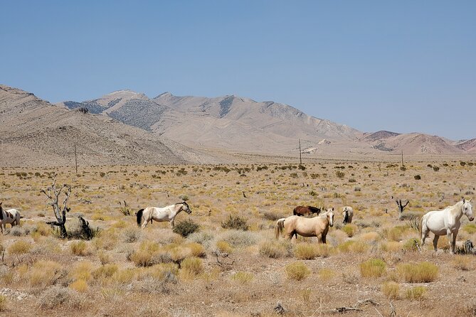 Off Road UTV Adrenaline Experience in Las Vegas - Who This UTV Ride Is Best For in Las Vegas