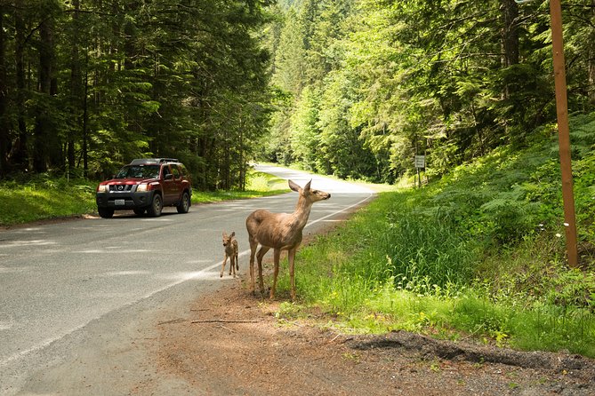 Olympic National Park Day Tour from Seattle - Stop 3: Hurricane Ridge, the ridgeline hike that most people remember