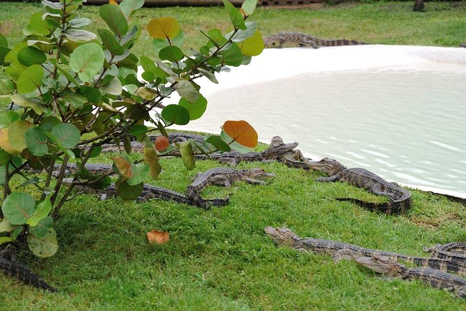One-Hour Airboat Ride Near Orlando - The Airboat Ride Itself: What to Expect in 60 Minutes