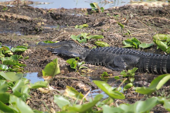 One-Hour Airboat Ride Near Orlando - The Park Experience: Butterflies, Alligators, and Easy Photo Stops