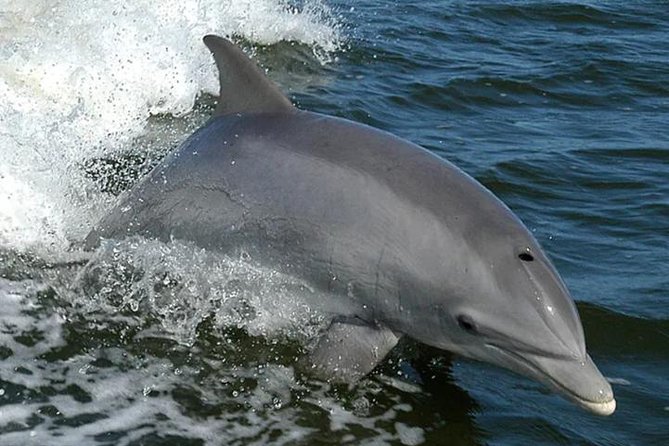 Orange Beach Dolphin Eco Boat Tour - Key takeaways before you book