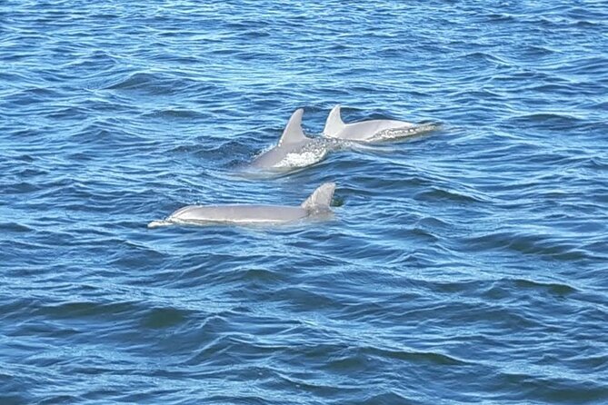 Orange Beach Dolphin Eco Boat Tour - The Explorer boat and the onboard experience (smooth, not crowded)