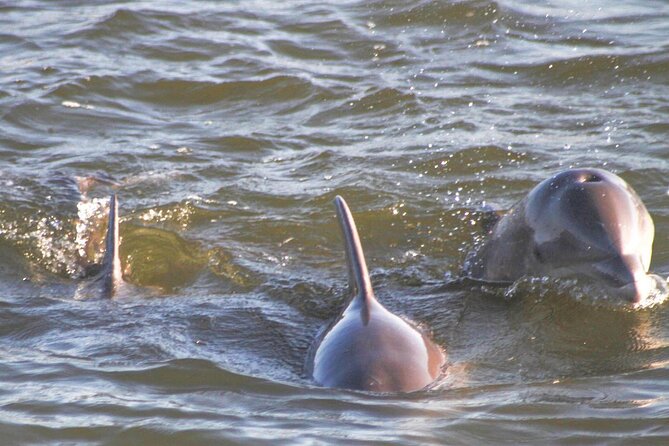 Orange Beach Dolphin Eco Boat Tour - Shallow-water access to creeks and swamps, and why that’s not just scenery