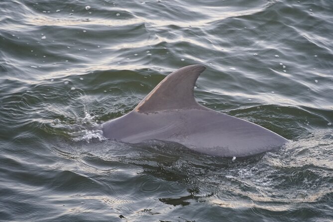 Orange Beach Dolphin Eco Boat Tour - Price and value: $25 with the fees handled