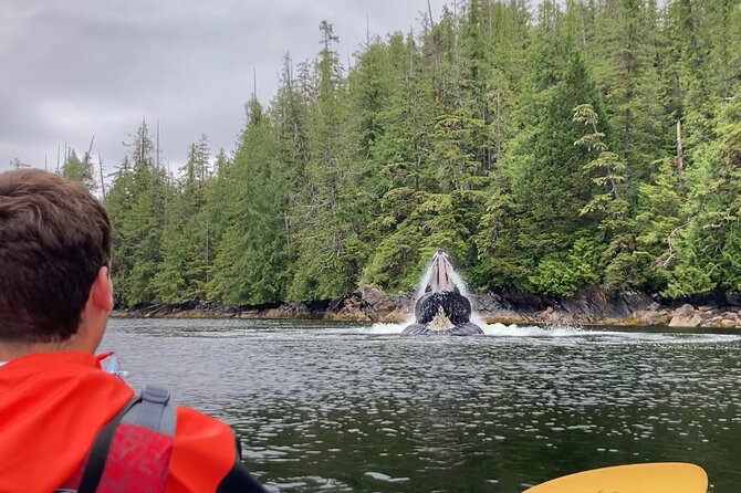 Orca Cove Sea Kayaking - Key points that make this tour worth your time