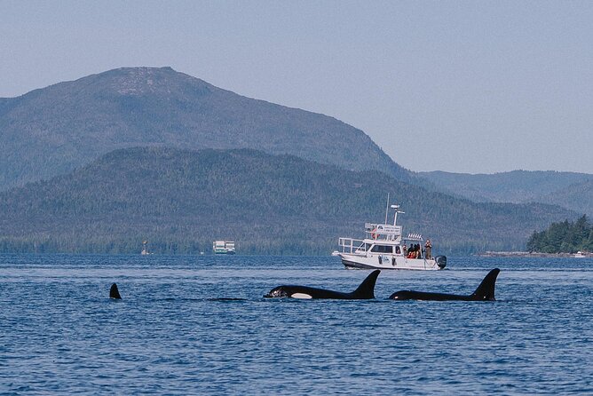 Orca Cove Sea Kayaking - How the guides and small groups change your experience