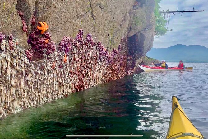 Orca Cove Sea Kayaking - Weather realities: what to wear and how to think about seasickness