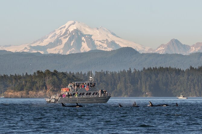 Orcas Island Whale Watching - Key things that make this tour worth your time