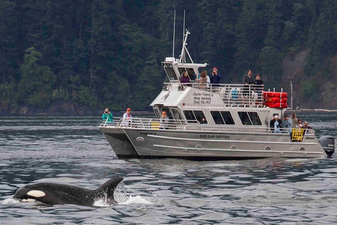 Orcas Island Whale Watching - Orcas Island Whale Watching: the real value is the search, not the schedule