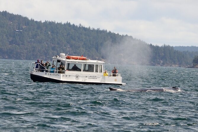 Orcas Island Whale Watching - Eastsound meeting point, check-in timing, and why the ferry schedule is everything