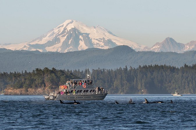 Orcas Island Whale Watching - The 3.5 hour cruise flow: how the search usually plays out