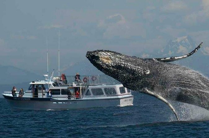 Orcas Island Whale Watching - What you can realistically see: resident orcas and the wildlife buffet