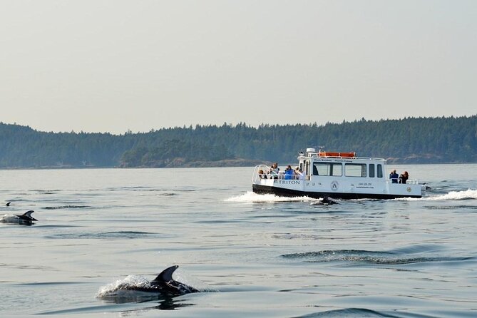 Orcas Island Whale Watching - Captains, naturalists, and why the crew makes or breaks the trip