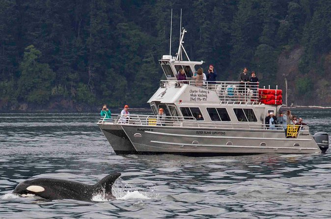 Orcas Island Whale Watching - Is this a good fit for your group? Yes, if you match expectations