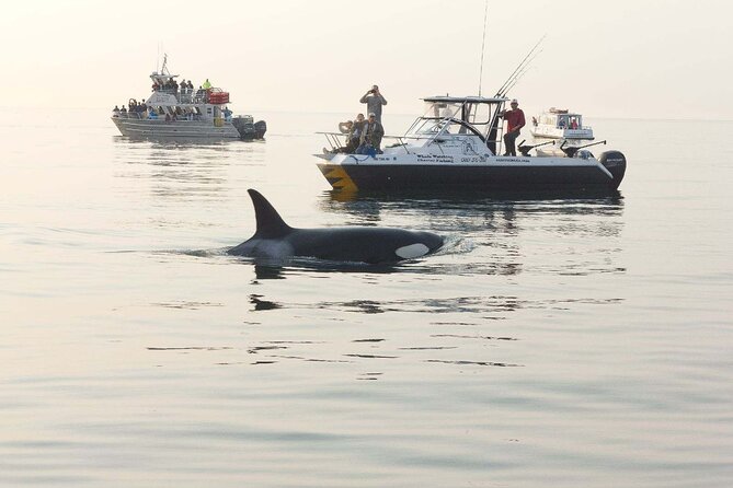 Orcas Island Whale Watching - Price and what you get for $119 plus the required fees