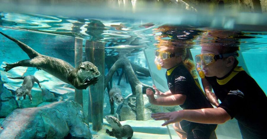 Orlando: Discovery Cove Admission Ticket & Additional Parks - Serenity Bay, Otters, and the Waterline Moments People Remember