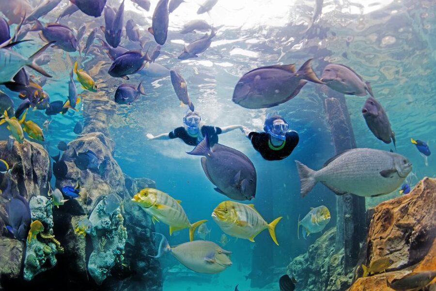 Orlando: Discovery Cove Admission Ticket & Additional Parks - Signature Dolphin Swim: What You Get for the Extra Money