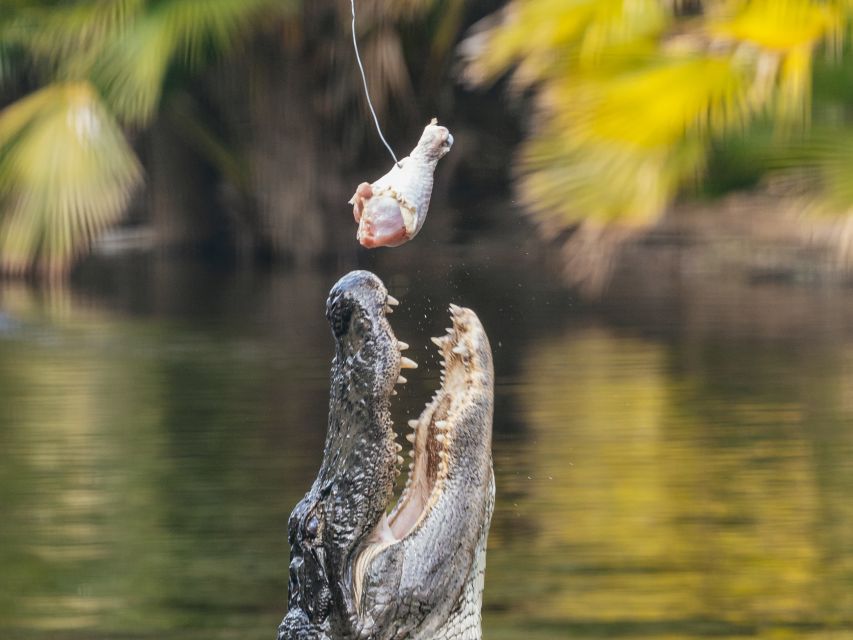 Orlando: Drive-Thru Safari Park at Wild Florida - Key things to know before you go