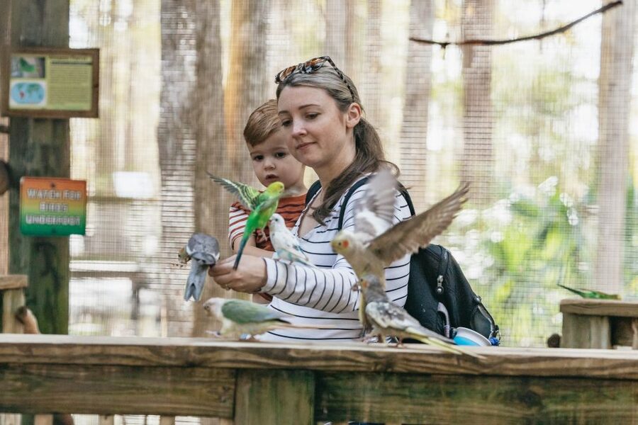 Orlando: Drive-Thru Safari Park at Wild Florida - Should You Book This Orlando Drive-Thru Safari?
