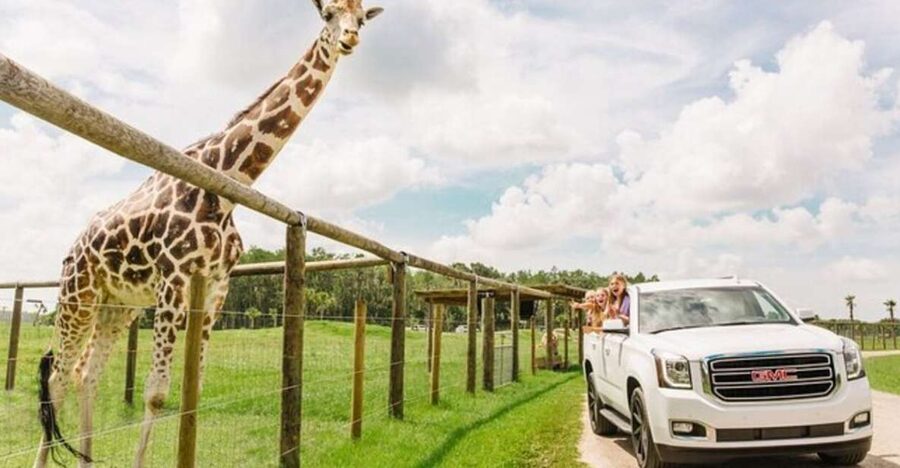 Orlando: Drive-Thru Safari Park at Wild Florida - What You’re Really Buying at Wild Florida
