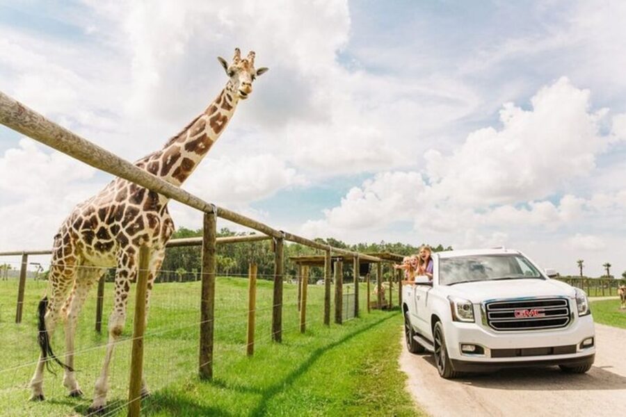 Orlando: Drive-Thru Safari Park at Wild Florida - The Giraffe Feeding Moment (Leroy) and How to Plan for It