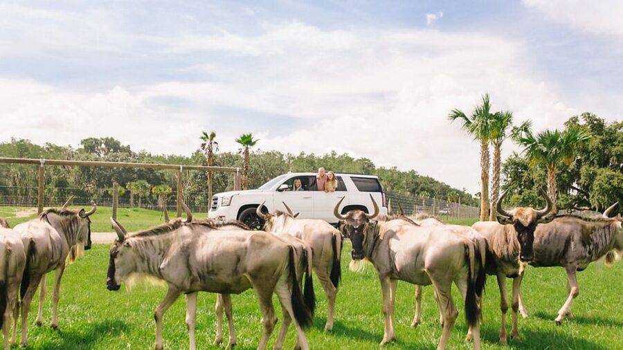 Orlando: Drive-Thru Safari Park at Wild Florida - Gator Park: The Alligator Pond and Crusher the Giant