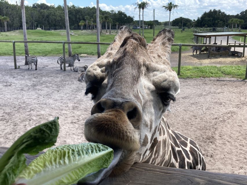 Orlando: Drive-Thru Safari Park at Wild Florida - Food, Comfort, and When Florida Heat Changes the Day