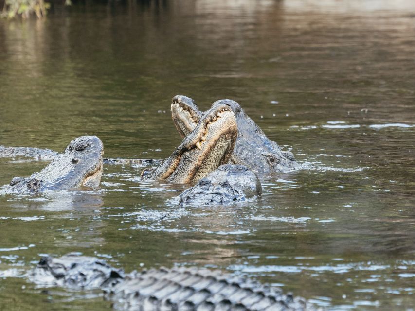 Orlando: Drive-Thru Safari Park at Wild Florida - Getting There From Orlando and Building a Real Time Plan