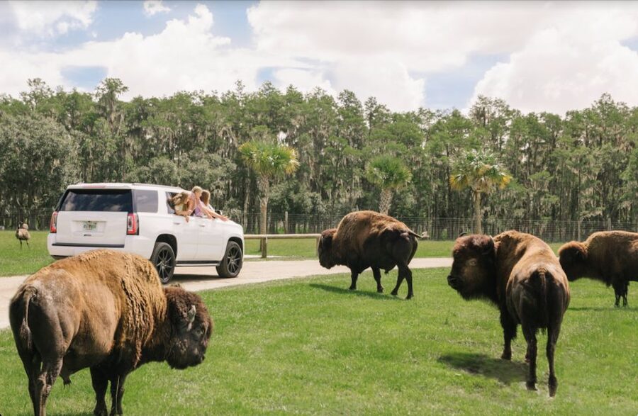 Orlando: Drive-Thru Safari Park at Wild Florida - Drive-Thru Safari Setup: Your Car, Your Pace, Your Photos