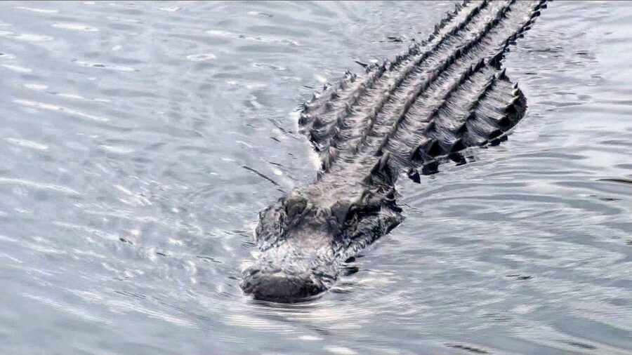 Orlando: Everglades Airboat Ride and Wildlife Park Ticket - Key takeaways before you go