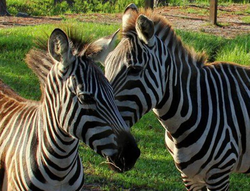 Orlando: Everglades Airboat Ride and Wildlife Park Ticket - On the airboat: what the ride looks like and why it feels fun