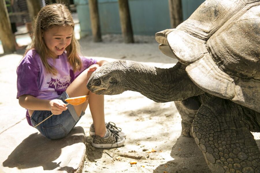 Orlando: Gatorland Skip-the-Line Ticket - Gatorland in One Sentence: Old Florida, Big Thrills