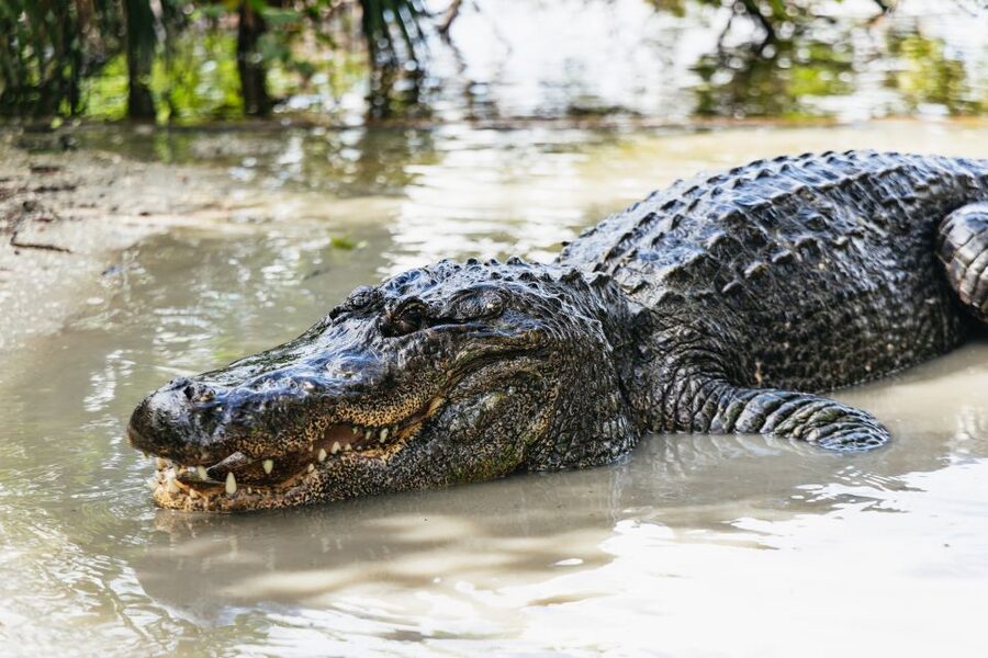 Orlando: Gatorland Skip-the-Line Ticket - Meeting Point and What to Bring to Avoid a Day of Small Frustrations