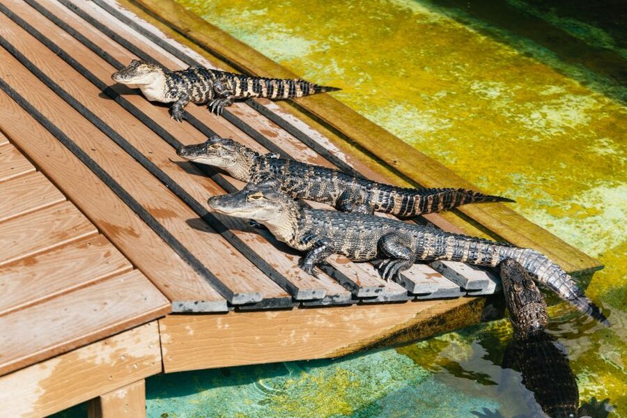 Orlando: Gatorland Skip-the-Line Ticket - Legends of the Swamp Arena: Live 6 to 8 Foot Alligators
