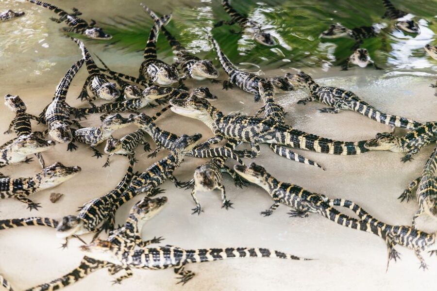 Orlando: Gatorland Skip-the-Line Ticket - Ticket Basics and What the Skip-the-Line Ticket Actually Covers