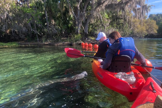 Orlando Manatee Encounters - Key Highlights You’ll Care About
