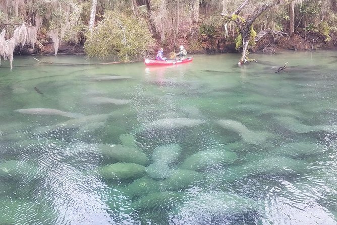 Orlando Manatee Encounters - Orange City Meet Point, Then Straight Into Kayak Mode