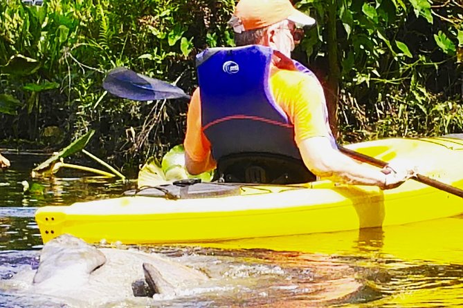 Orlando Manatee Encounters - How the Blue Springs Kayak Stops Work for Manatees