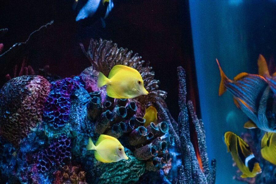 Orlando: SEA LIFE Orlando Aquarium - Key Highlights You Should Not Miss