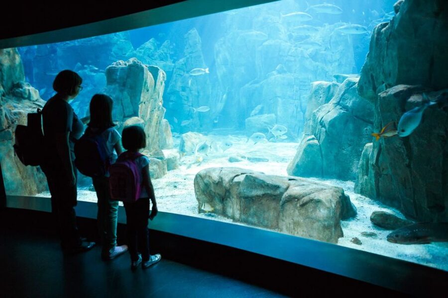 Orlando: SEA LIFE Orlando Aquarium - Coastal Rock Pool Touch Zone, Where Texture Matters
