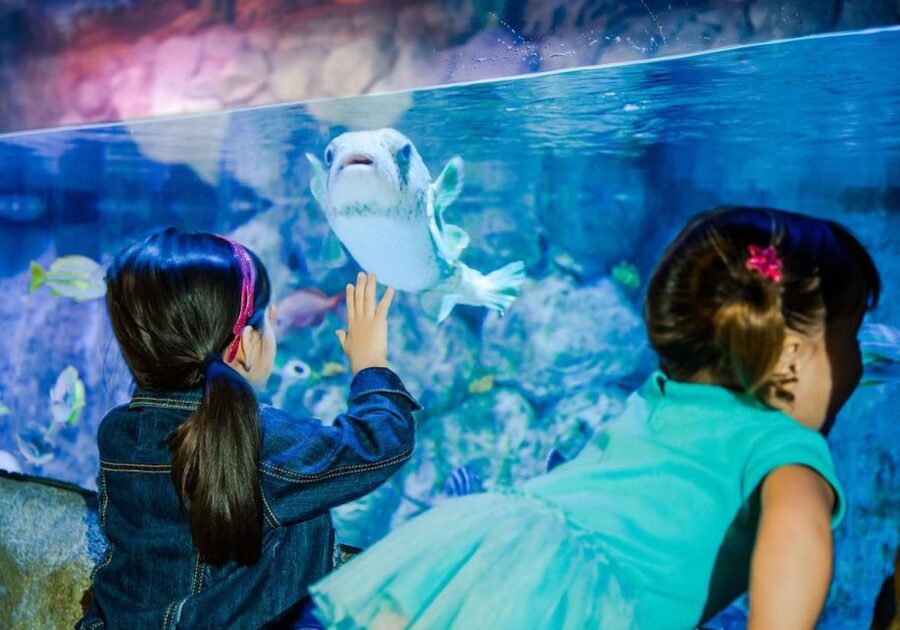 Orlando: SEA LIFE Orlando Aquarium - The 360-Degree Ocean Tunnel, Florida’s Signature Moment