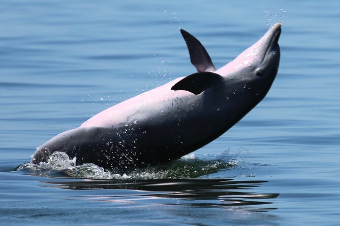 Pensacola Beach Jolly Dolphin Cruise and Scenic Bay Tour - What you’ll see during the scenic bay portion