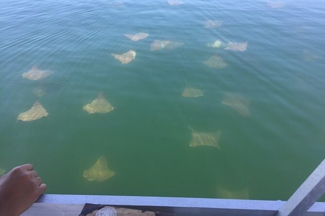 Pensacola Beach Jolly Dolphin Cruise and Scenic Bay Tour - Value check: is $39 a good deal?