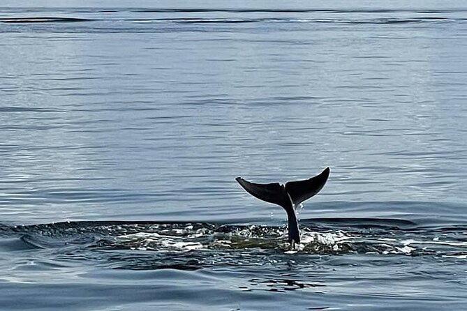 Pensacola Frisky Dolphin Sightseeing Bay Cruise - Boarding Reality: Steps, Open-Air Views, and What to Expect